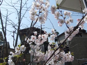 DSCF1477_R.JPG